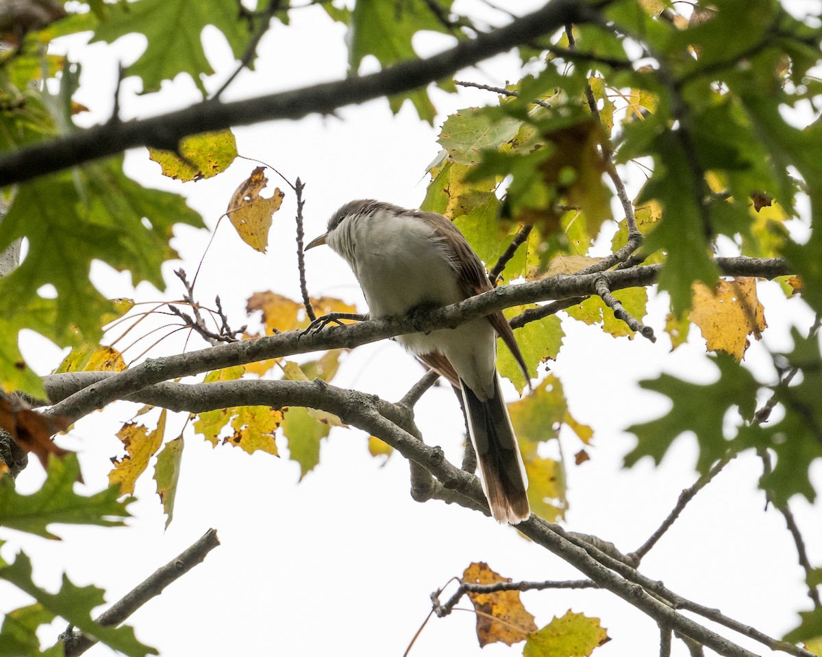 Yellow-billed Cuckoo - ML182605811