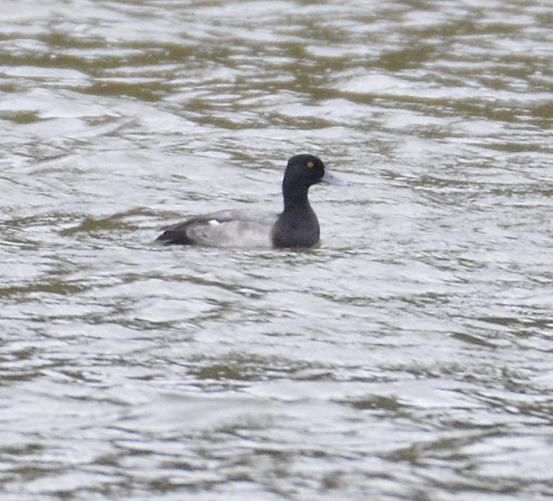 Lesser Scaup - ML182607411