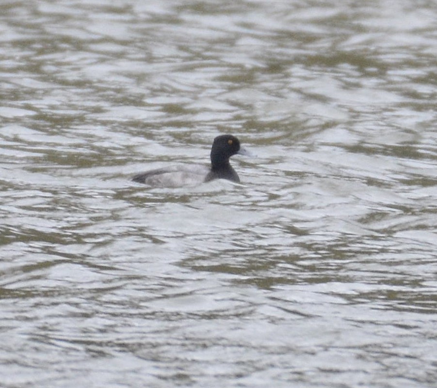 Lesser Scaup - ML182607491