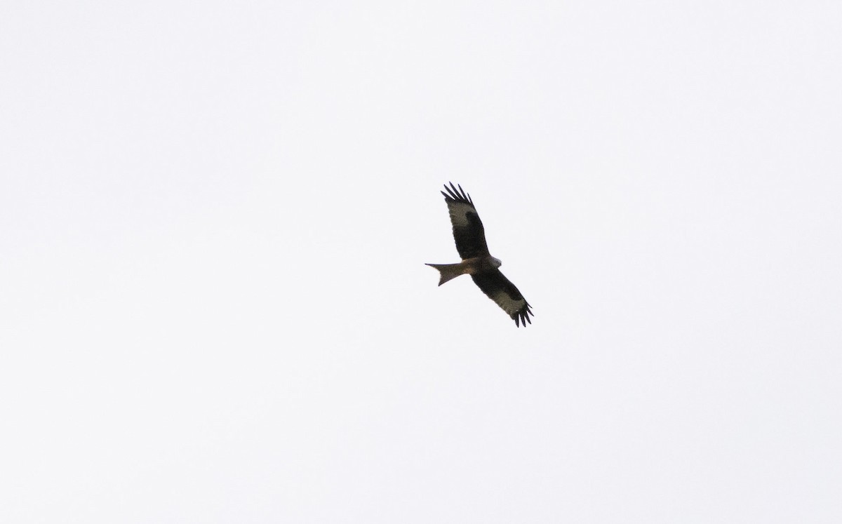 Red Kite - ML182607831