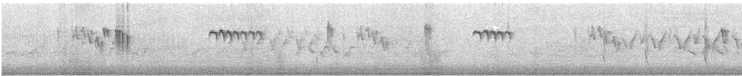 Orite à gorge blanche - ML182608331