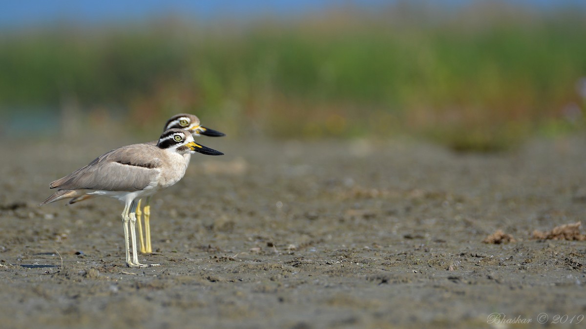 dytík křivozobý - ML182608491