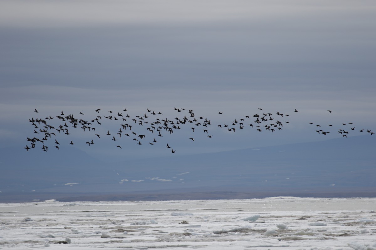 Surf Scoter - ML182608501