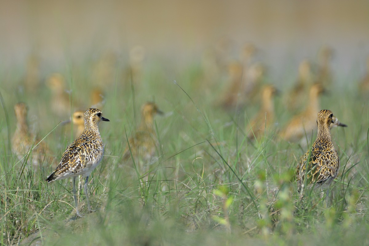 kulík pacifický - ML182608511