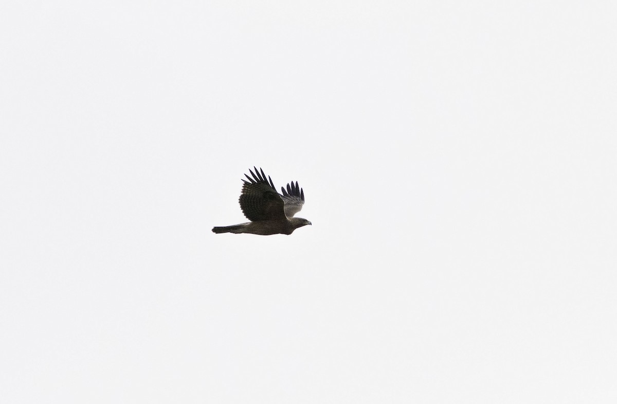 Bonelli's Eagle - ML182608551