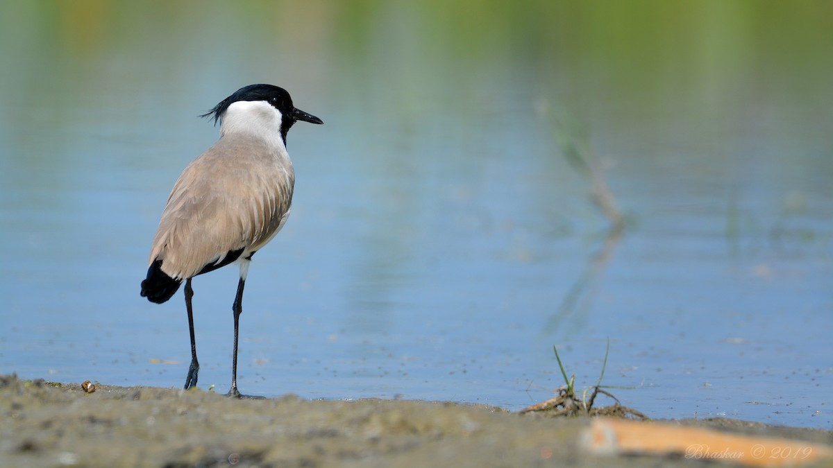 čejka říční - ML182608581