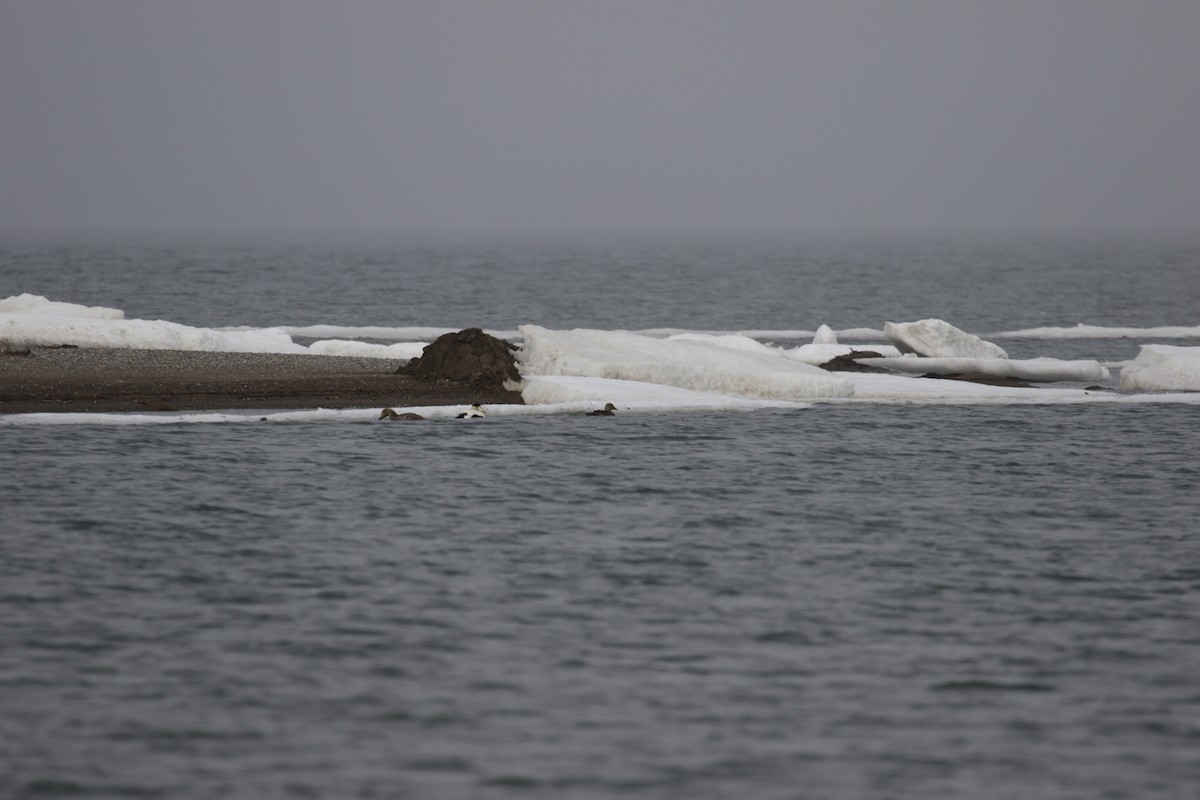 Eider à tête grise - ML182608741