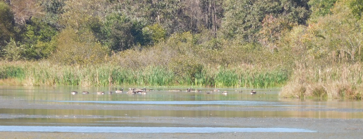 Northern Shoveler - ML182611681