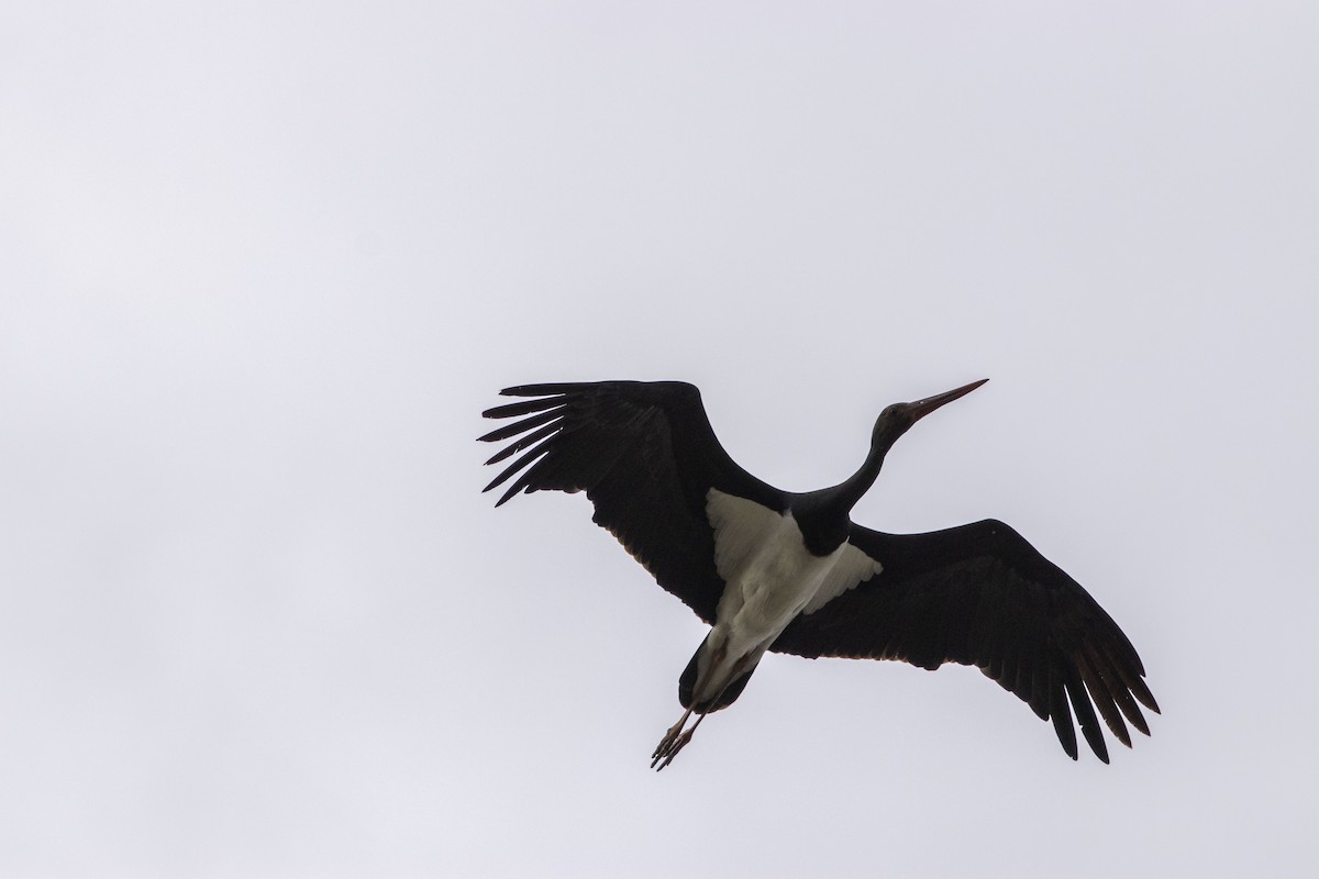 Black Stork - Vardaksis Koutroumpesis