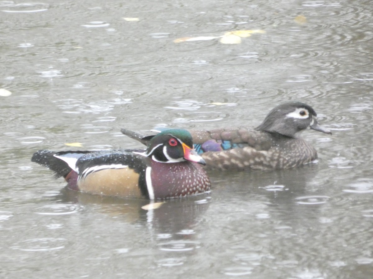 Wood Duck - ML182612281