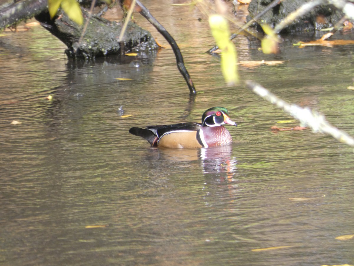 Wood Duck - ML182612291