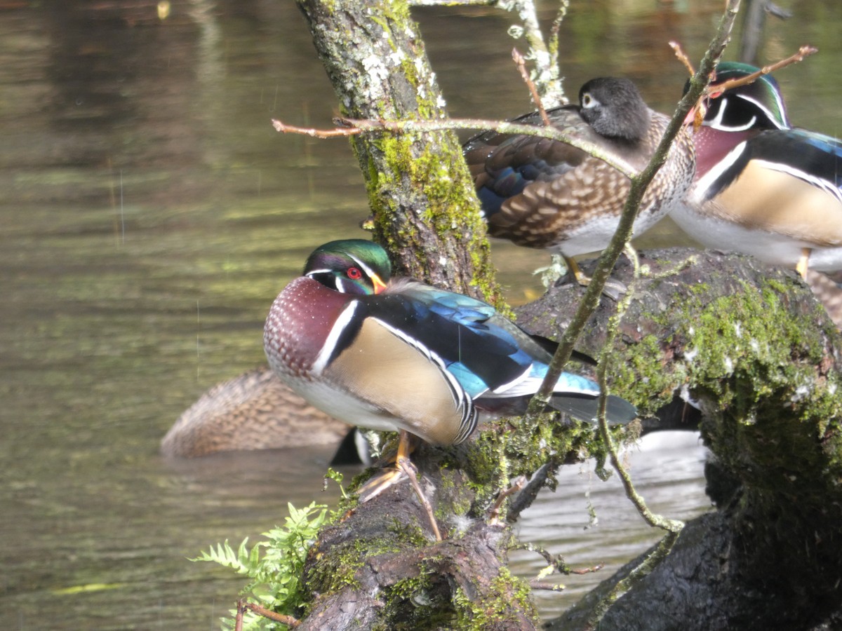 Wood Duck - ML182612301