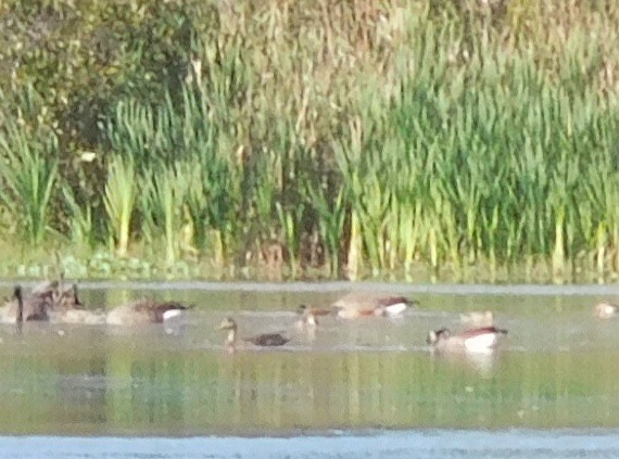 American Black Duck - ML182612741