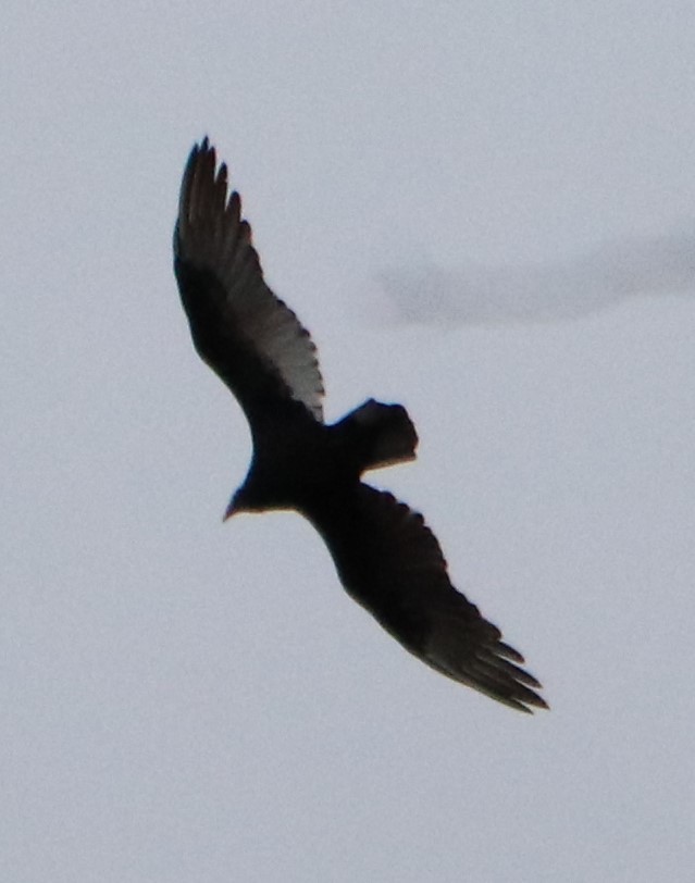 Turkey Vulture - ML182612861