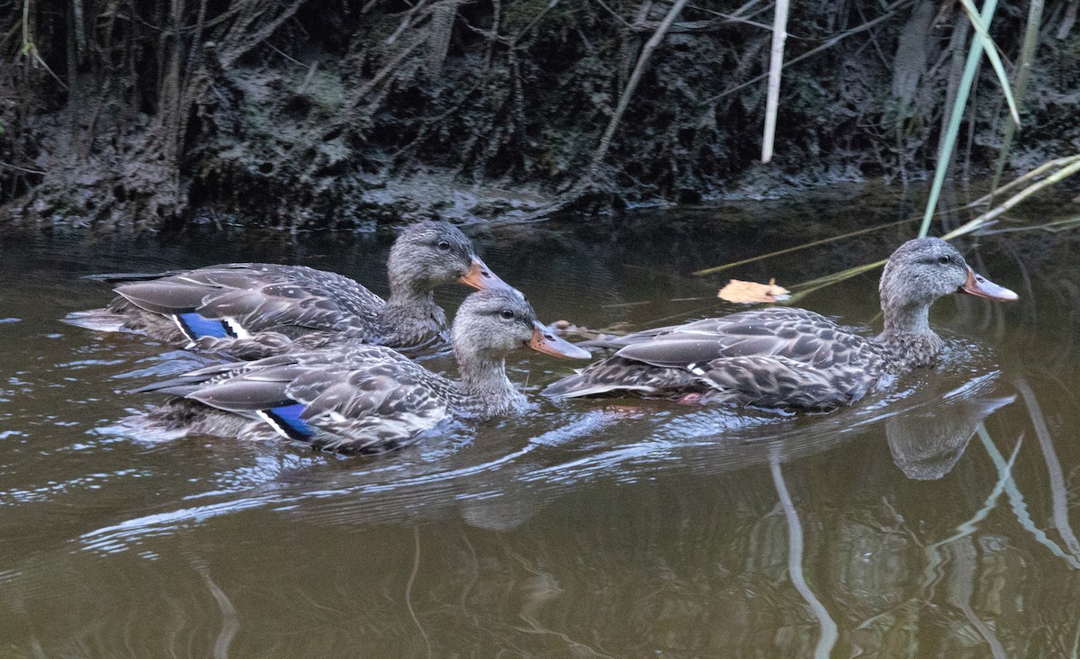 Mallard - Annika Anderson