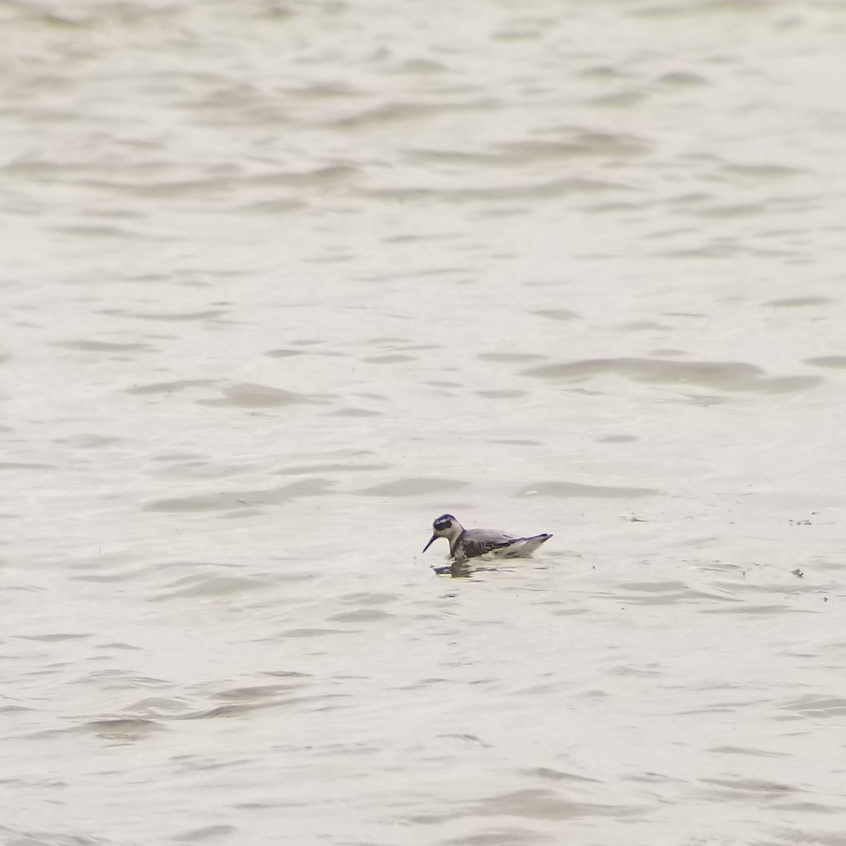 Red Phalarope - Tom Kerr