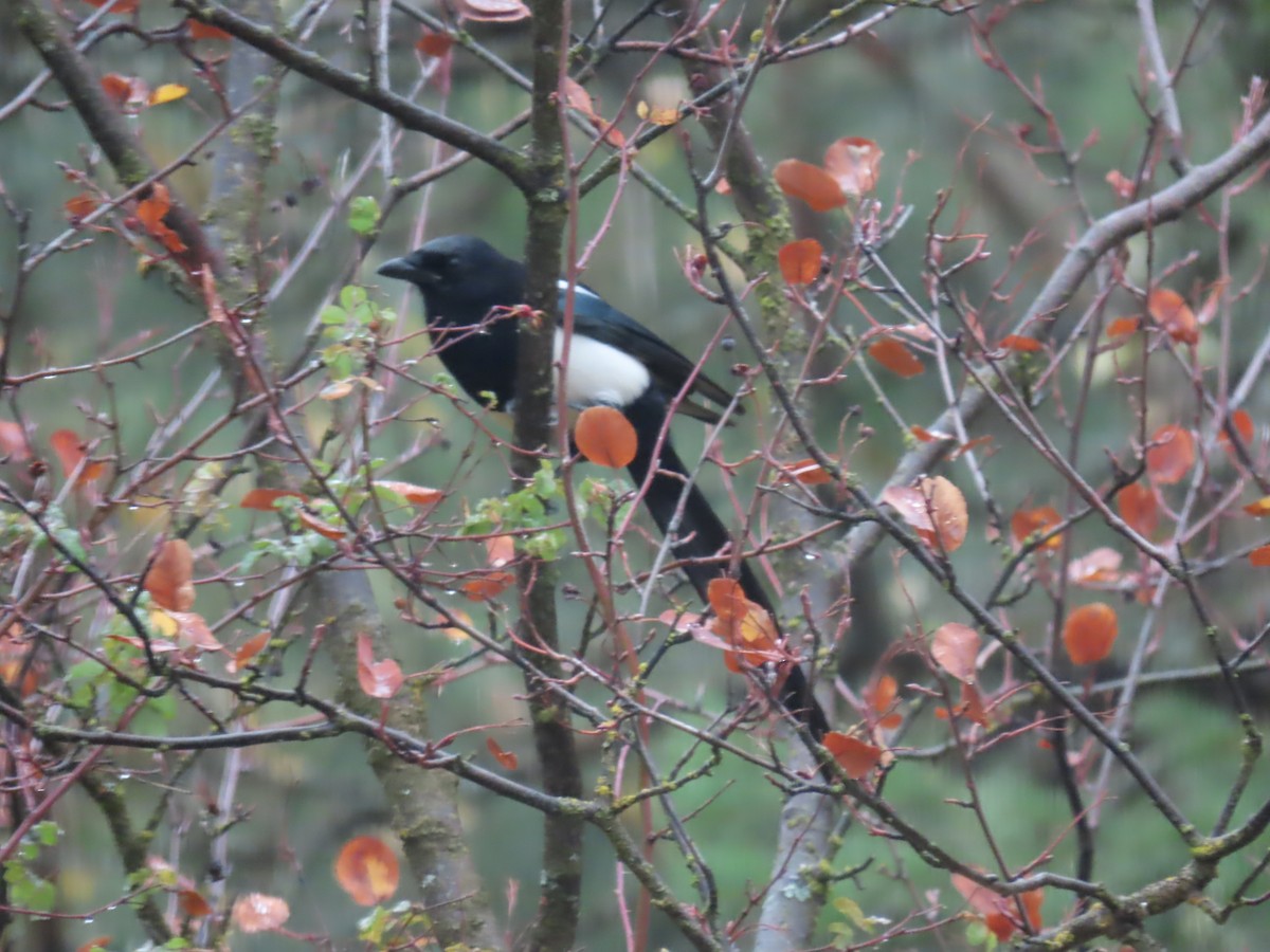 Mika iparramerikarra - ML182613971