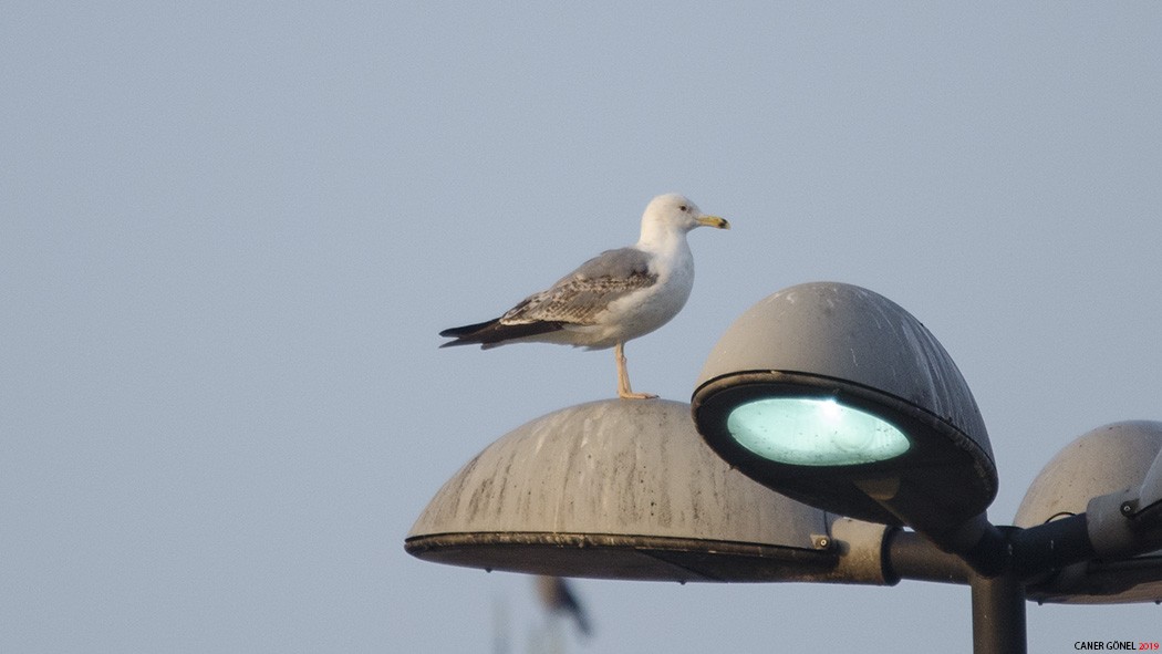 Armenian Gull - Caner Gönel