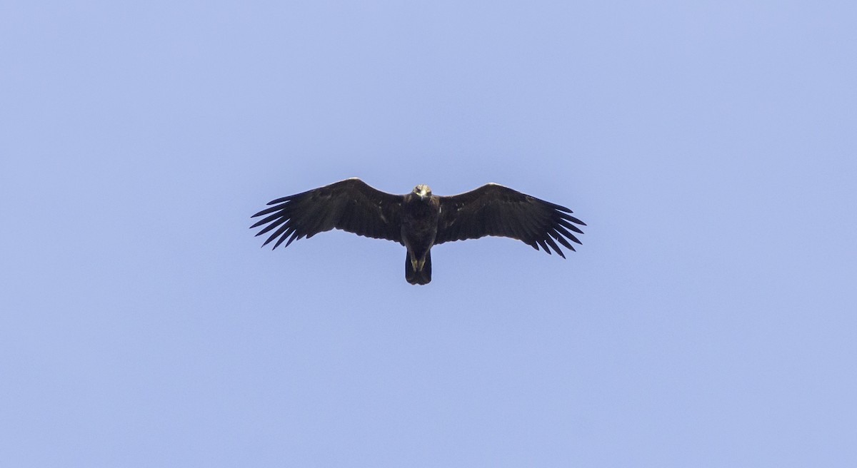 Lesser Spotted Eagle - ML182615341