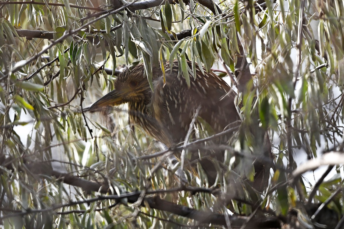 Black-crowned Night Heron - Chris Rees