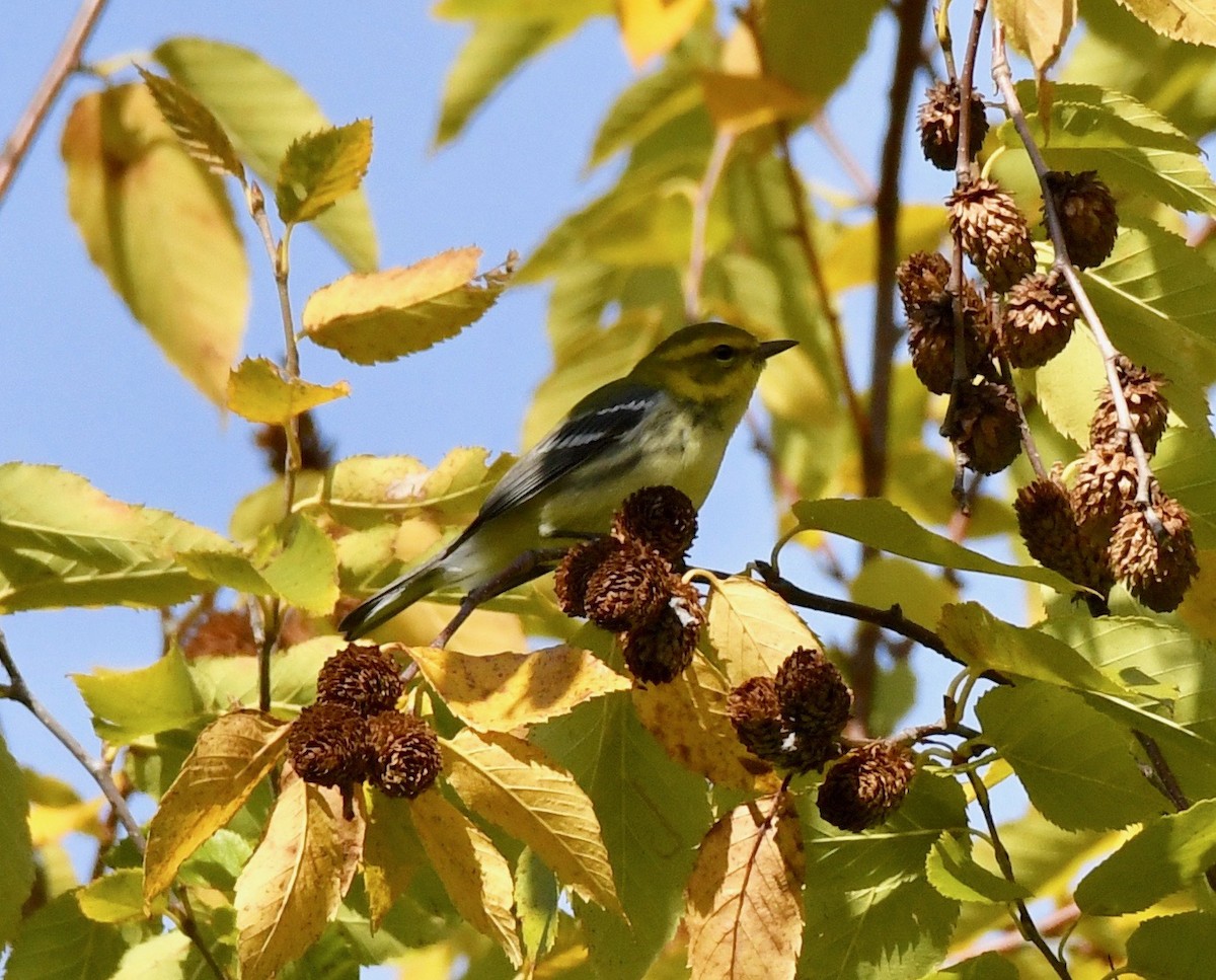 Black-throated Green Warbler - Adam Dudley