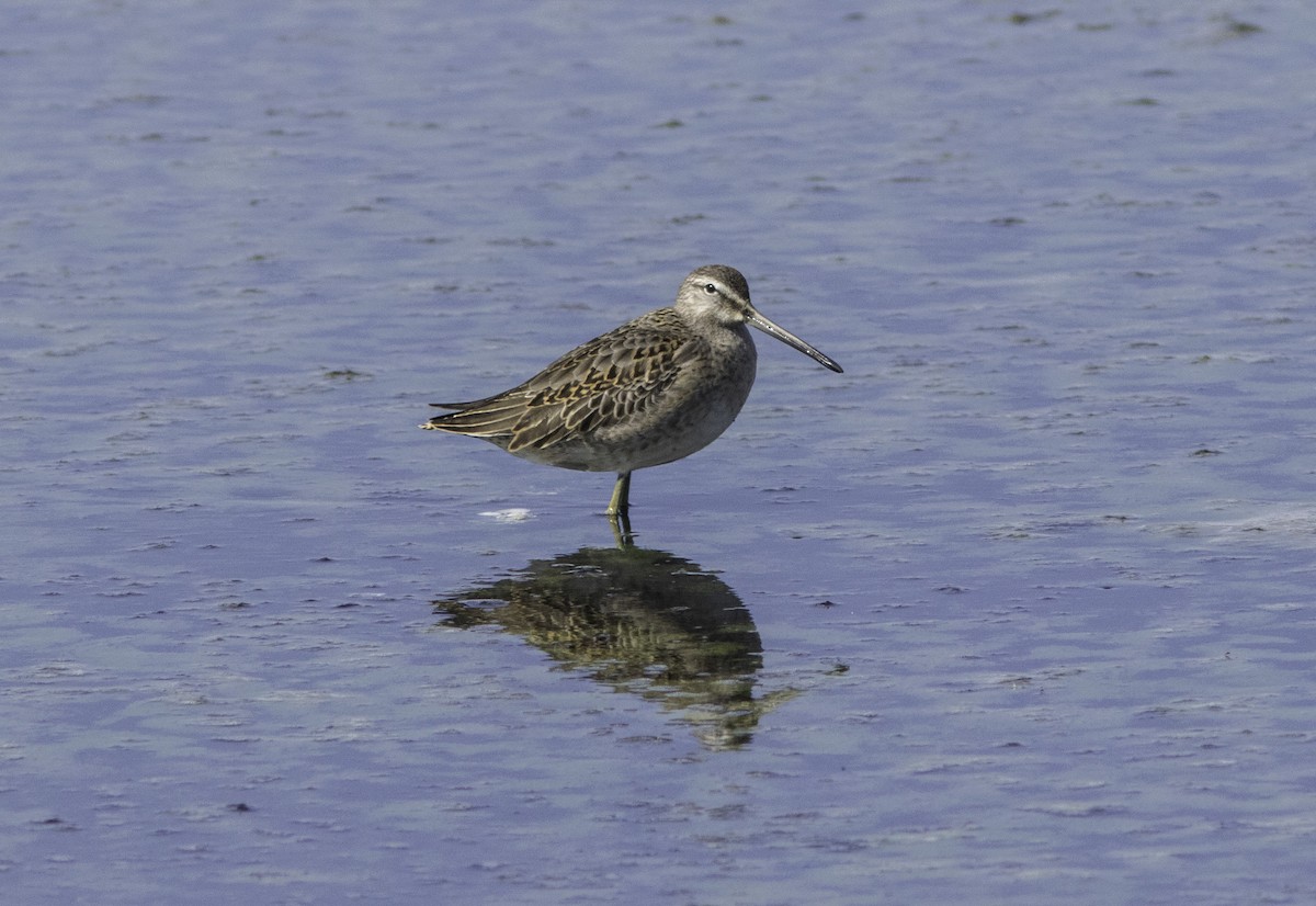 Long-billed Dowitcher - ML182619261