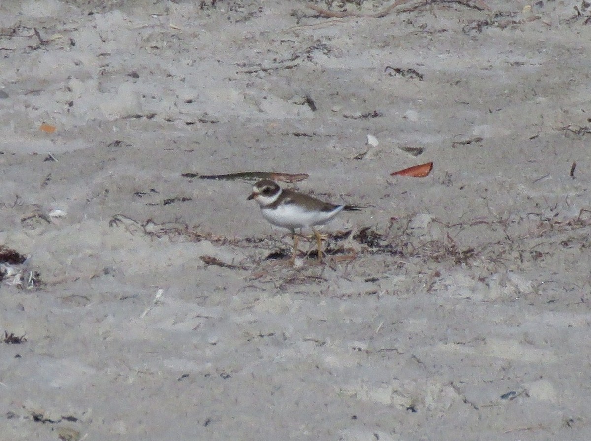 Semipalmated Plover - ML182619821
