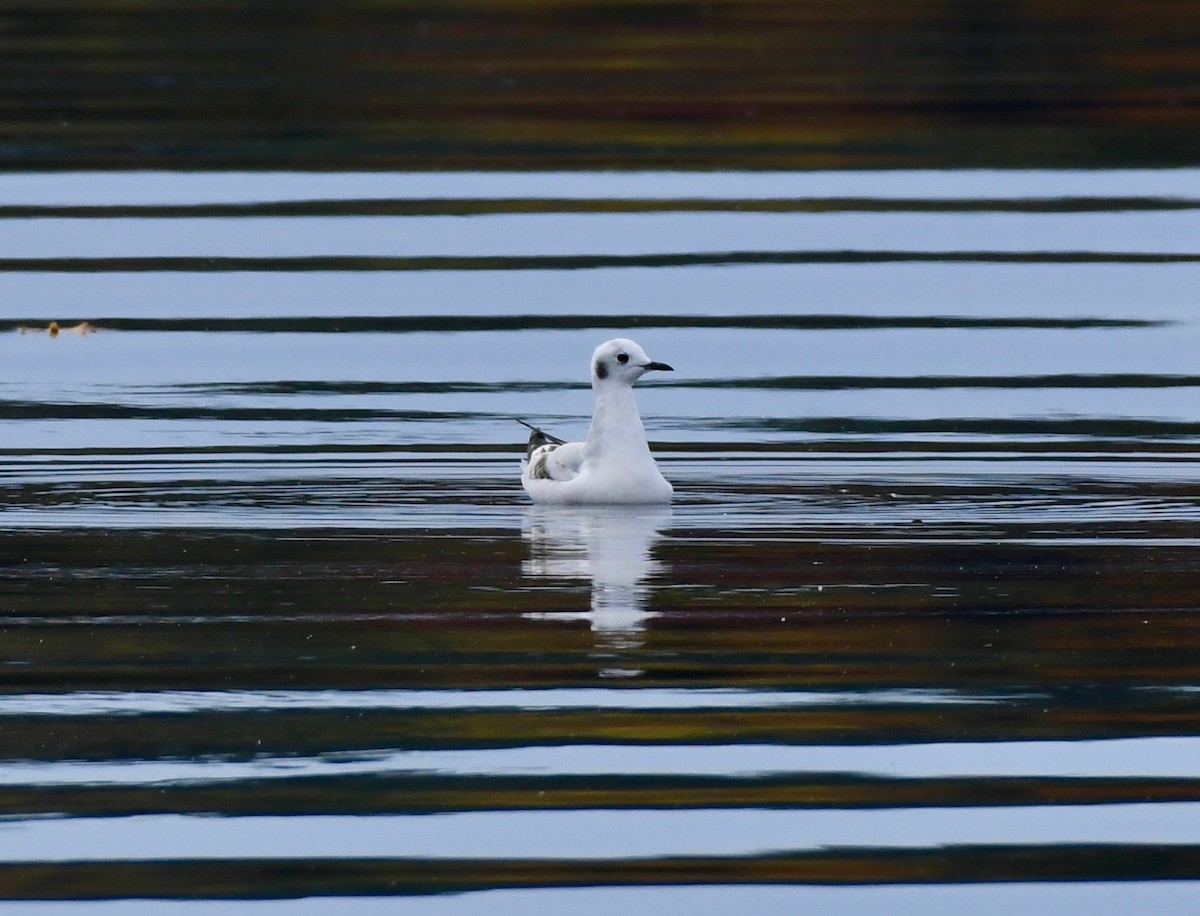 Bonaparte's Gull - ML182621451