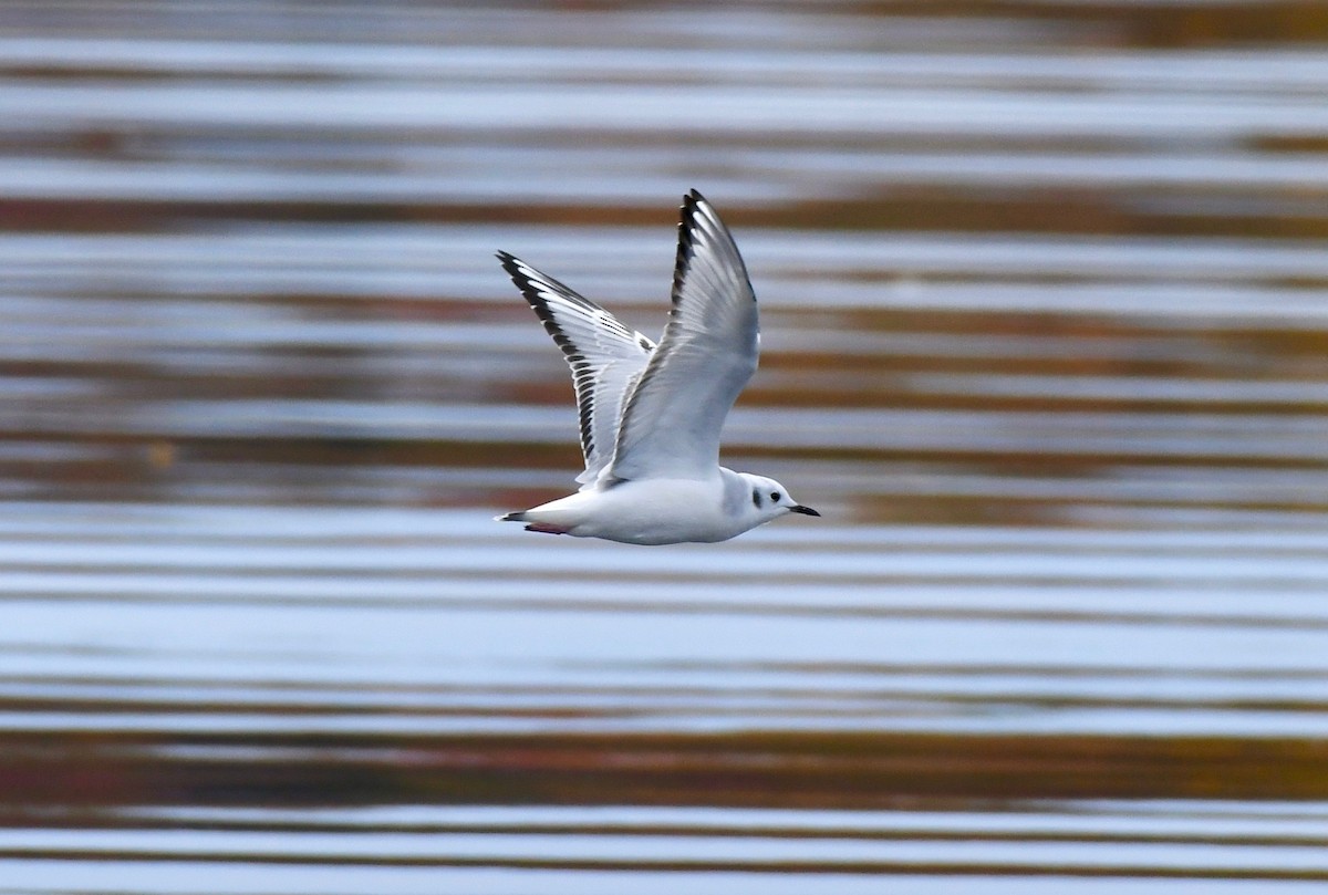 Bonaparte's Gull - ML182621461