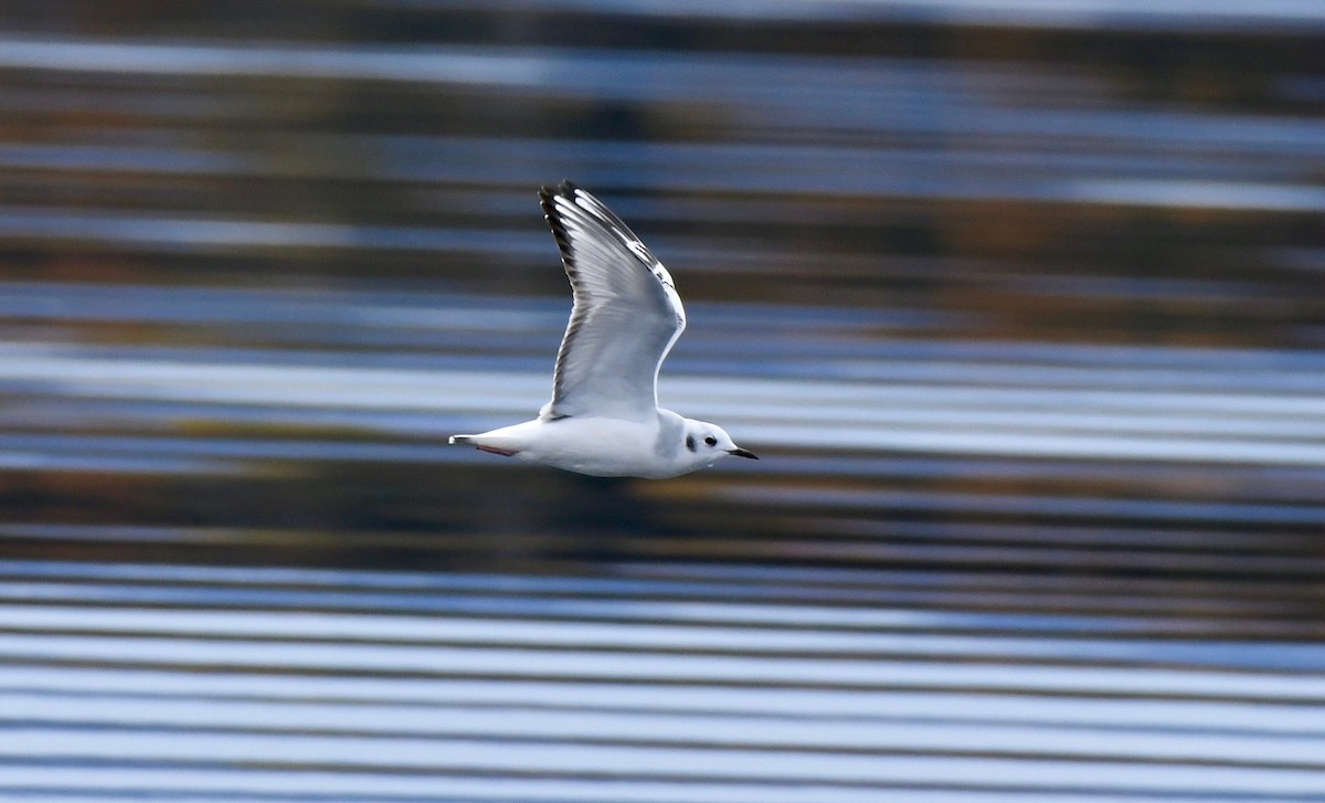 Bonaparte's Gull - ML182621501