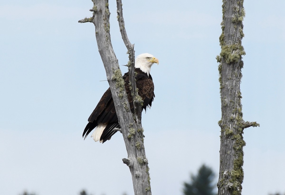 Bald Eagle - ML182621521