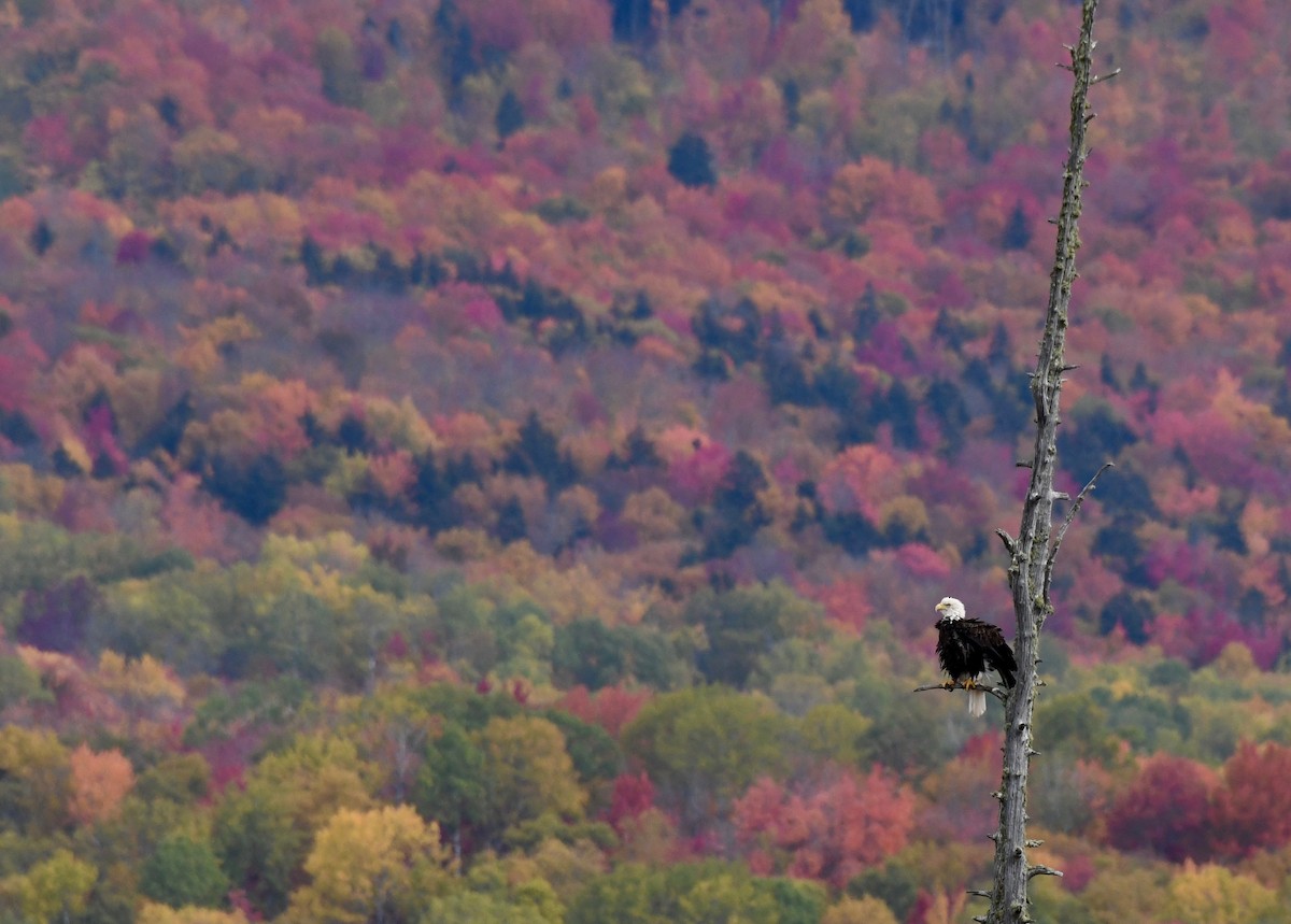 Bald Eagle - ML182621581