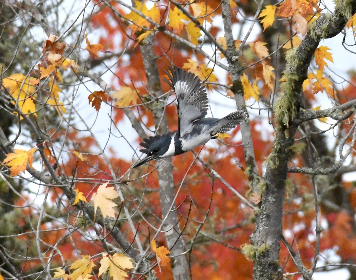 Belted Kingfisher - ML182621601