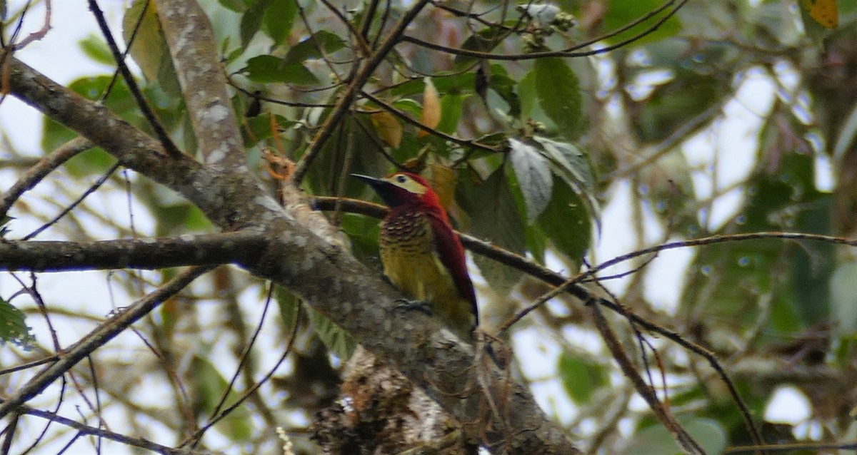 Crimson-mantled Woodpecker - ML182621631
