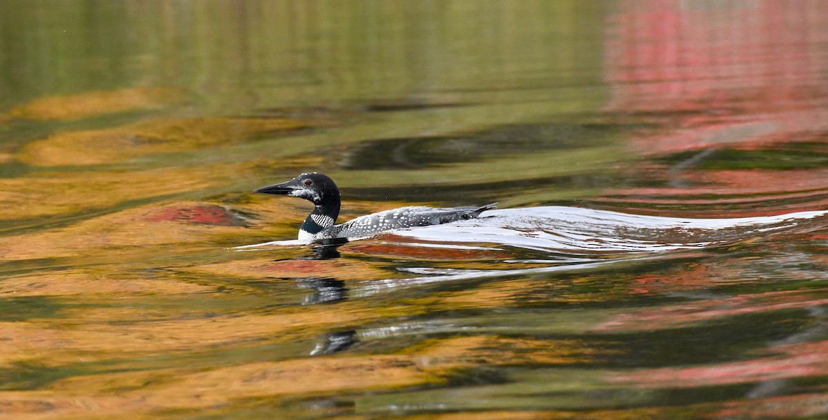 Common Loon - ML182621801