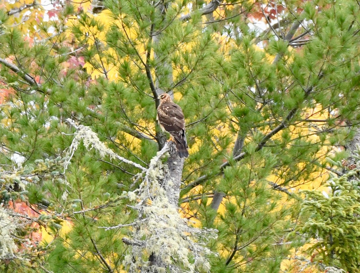 Northern Harrier - ML182626181