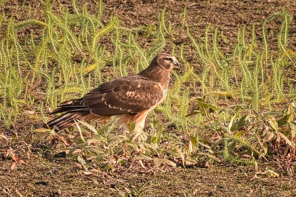 Northern Harrier - Roger Beardmore