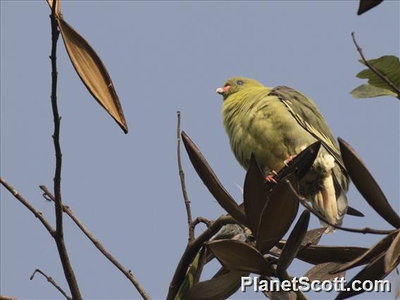 African Green-Pigeon - ML182630351