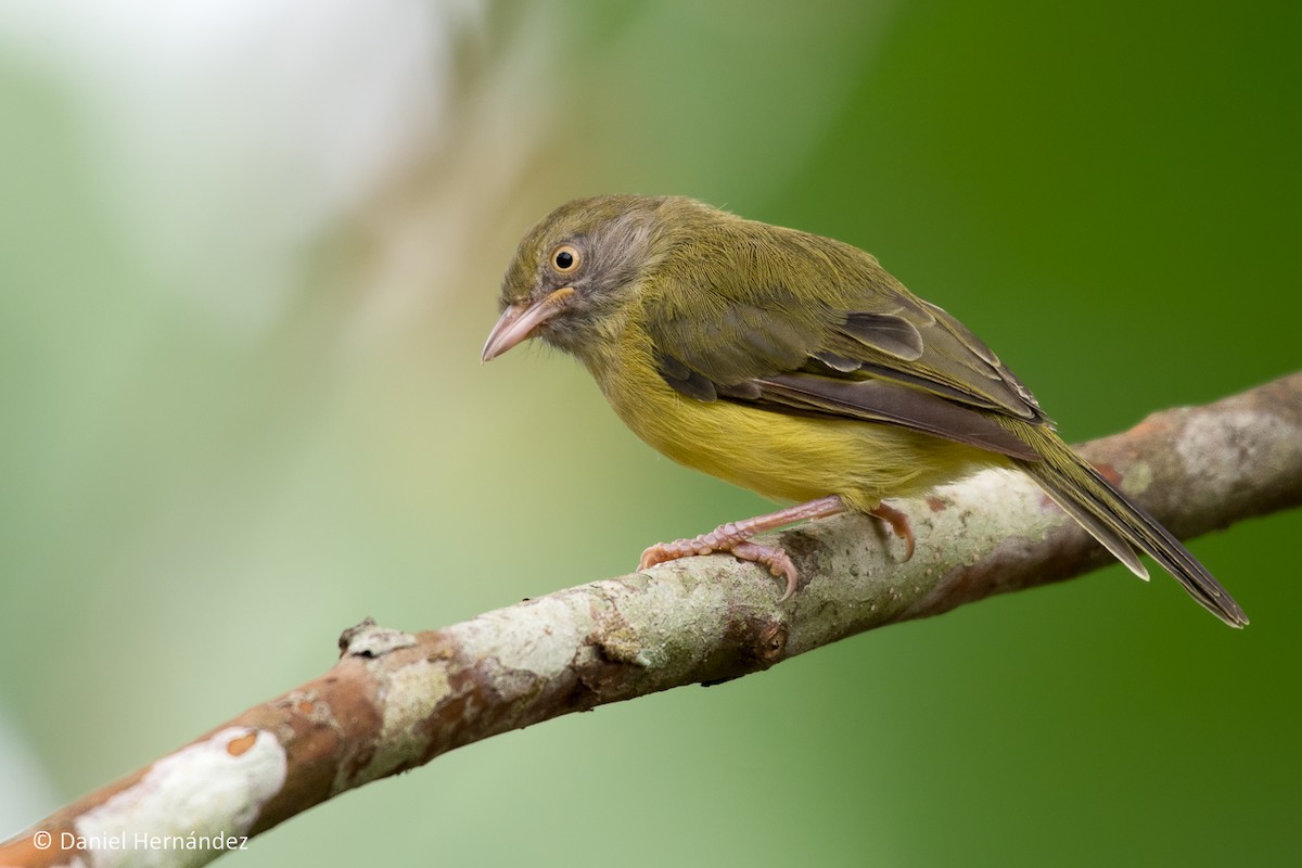 Scrub Greenlet - Daniel Hernandez