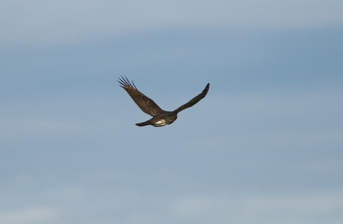 Cooper's Hawk - ML182634191
