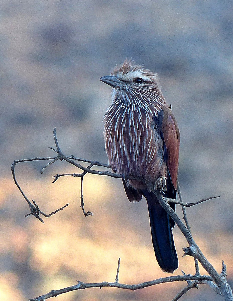 Rufous-crowned Roller - ML182637151