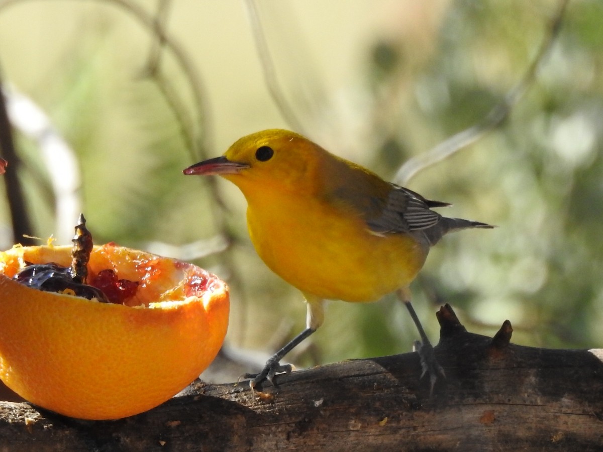 Prothonotary Warbler - ML182637531