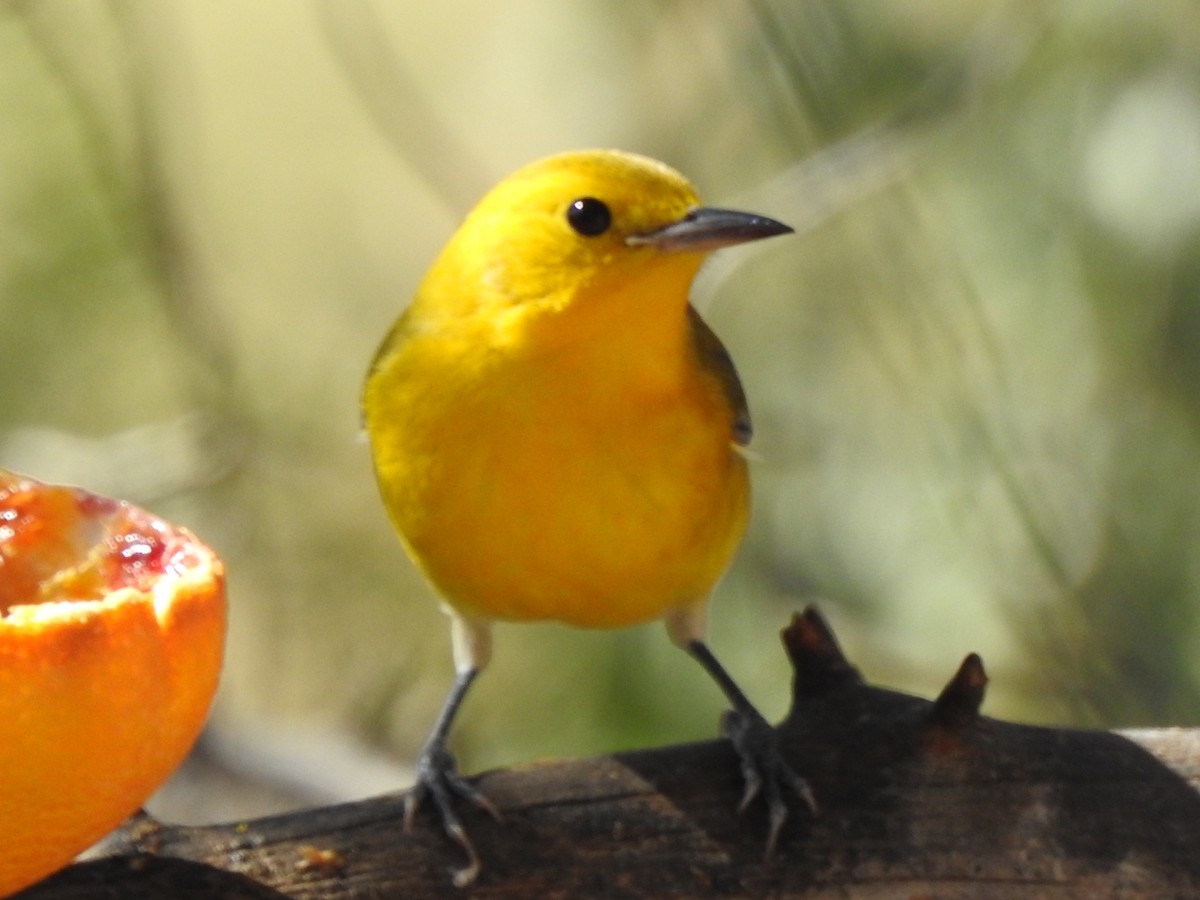 Prothonotary Warbler - ML182637551