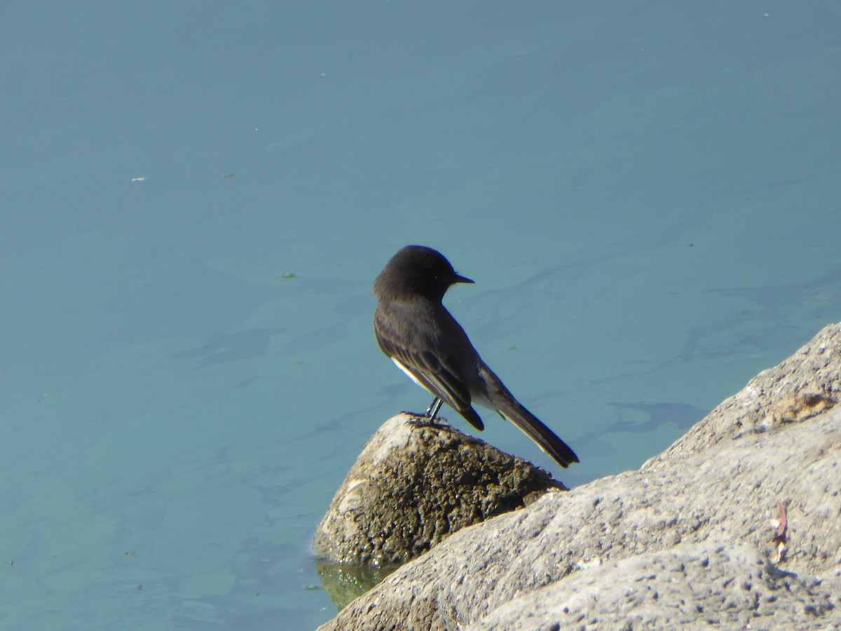 Black Phoebe - ML182637571