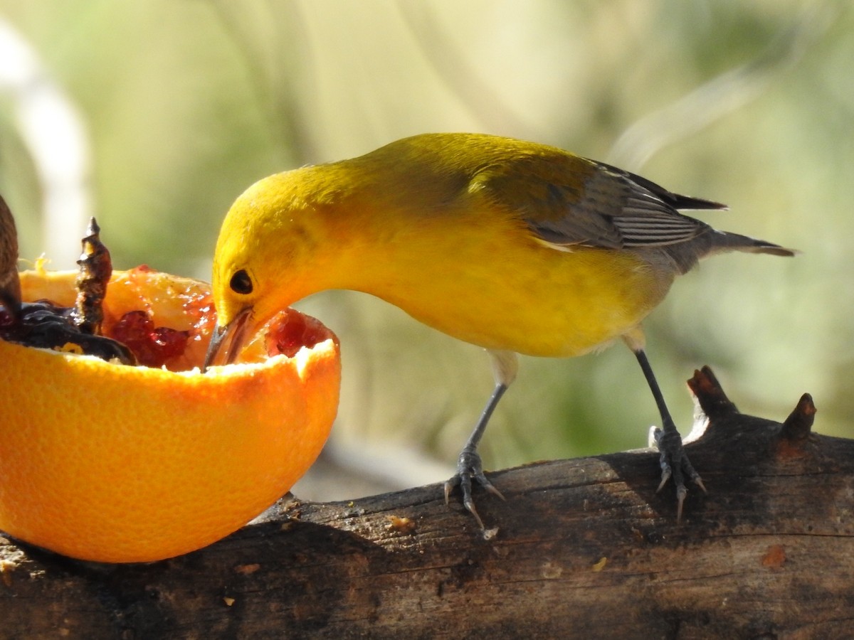Prothonotary Warbler - ML182637581