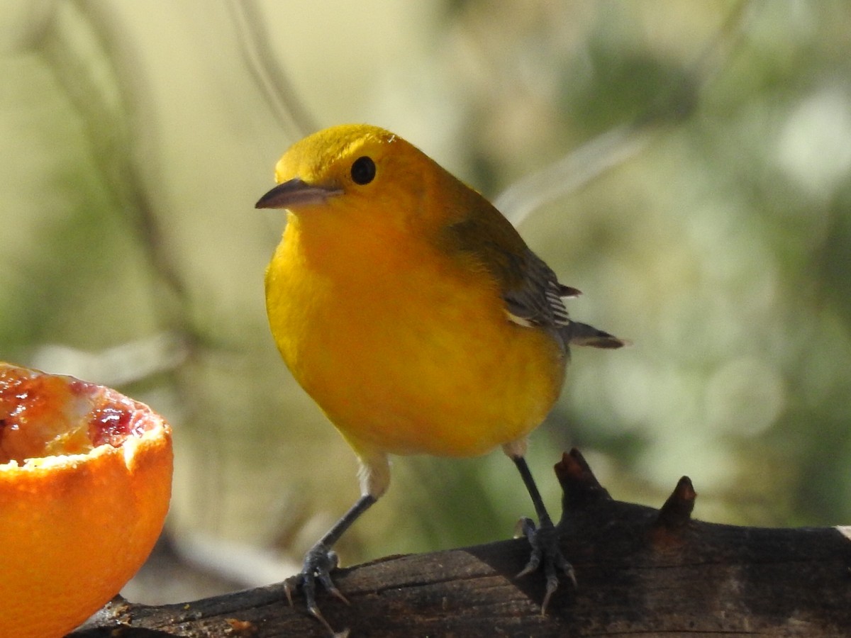 Prothonotary Warbler - ML182637631