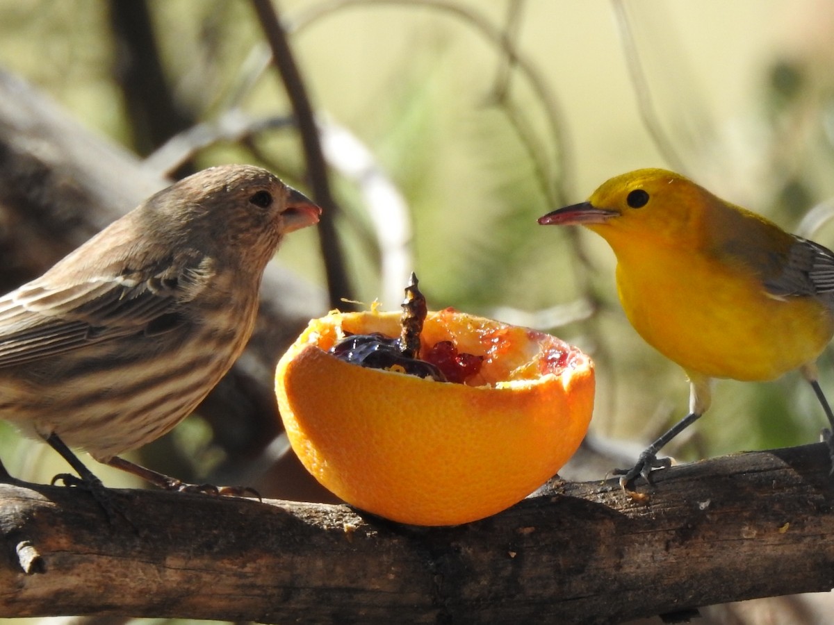 Prothonotary Warbler - ML182637681