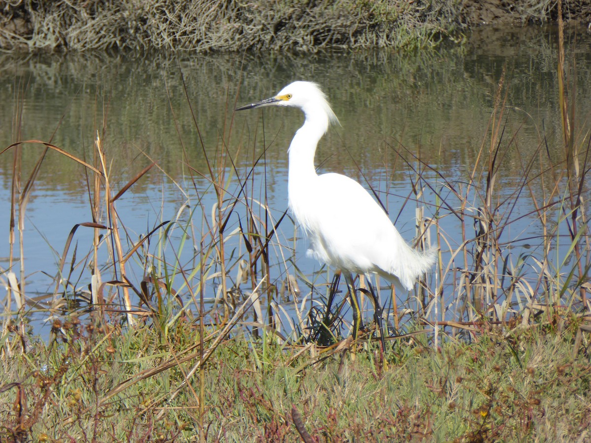 Snowy Egret - ML182638841