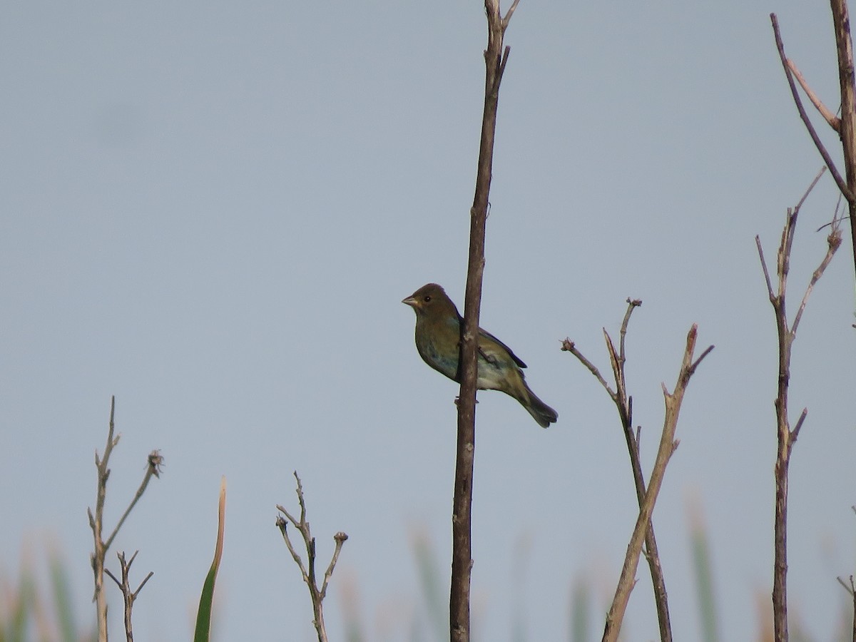 Indigo Bunting - ML182639721