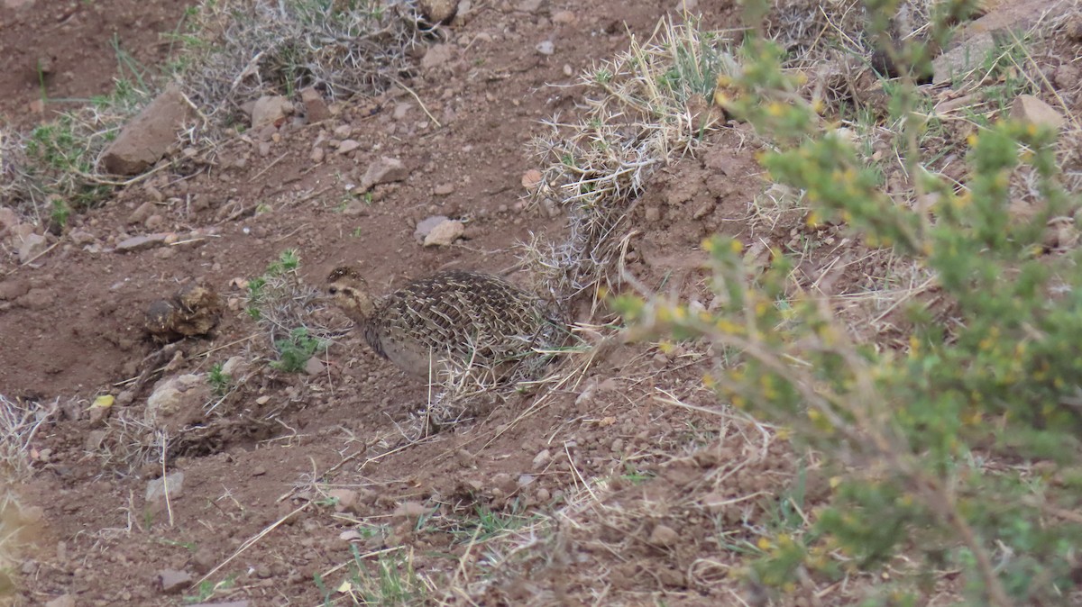 Chilean Tinamou - ML182640351